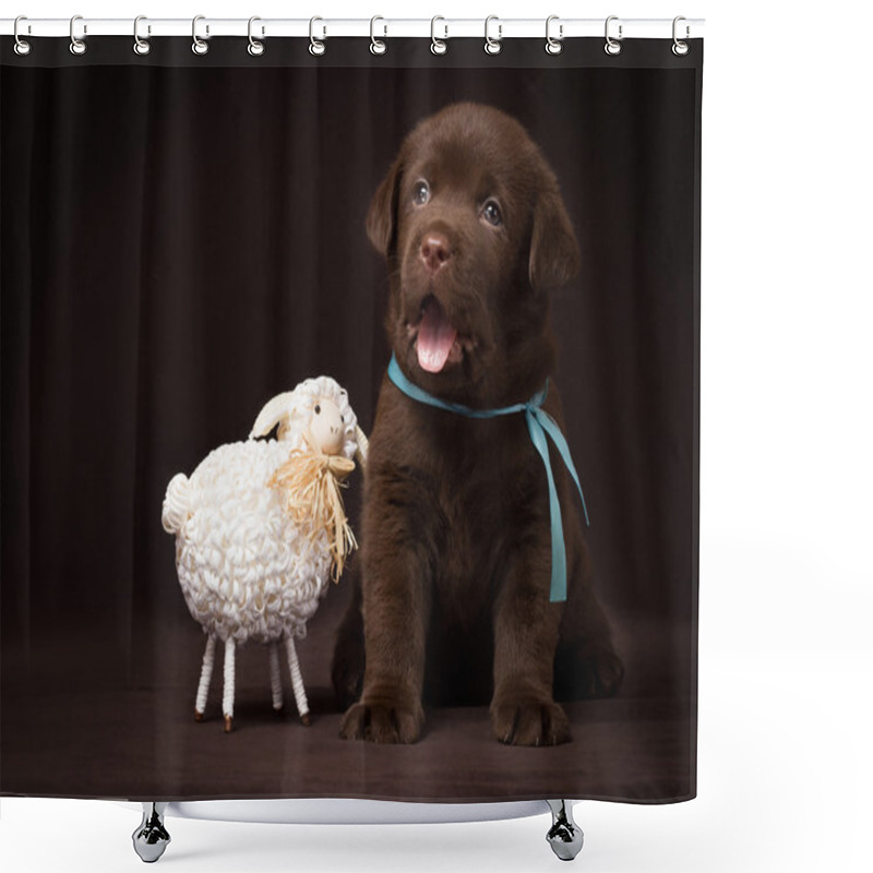 Personality  Chocolate Labrador Puppy Sitting Next To White Decorative Sheep On A Brown Background. Shower Curtains