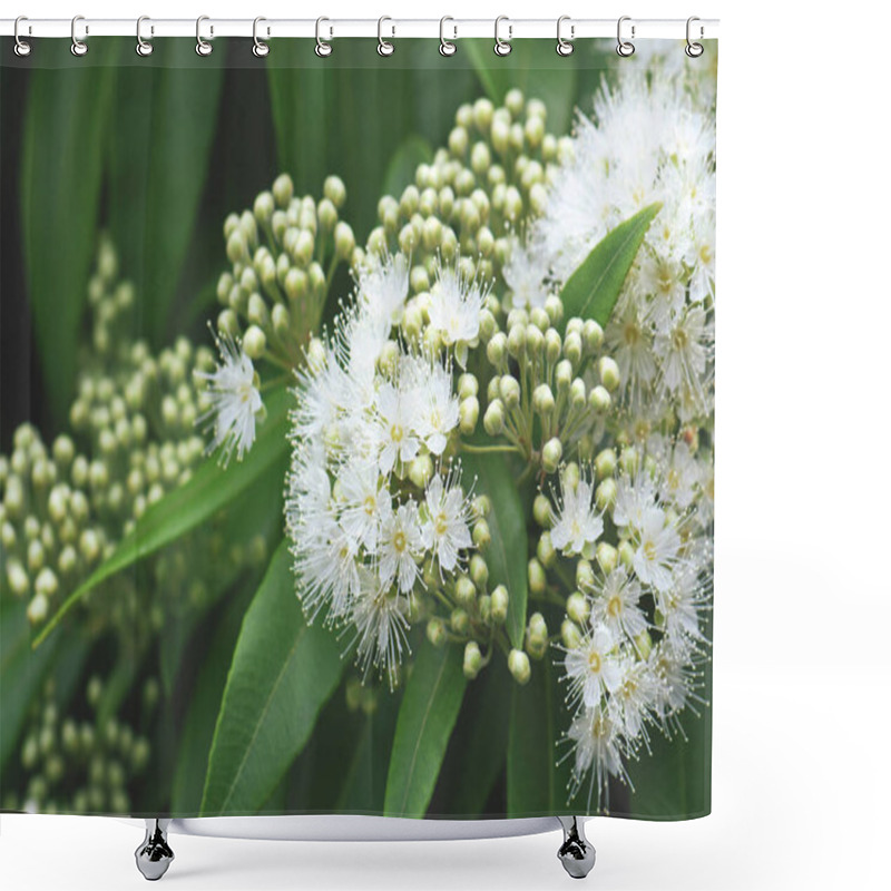 Personality  White Flowers And Buds Of The Australian Native Lemon Myrtle, Backhousia Citriodora, Family Myrtaceae. Endemic To Coastal Rainforest Of New South Wales And Queensland. Lemon Scented Aromatic Foliage Shower Curtains