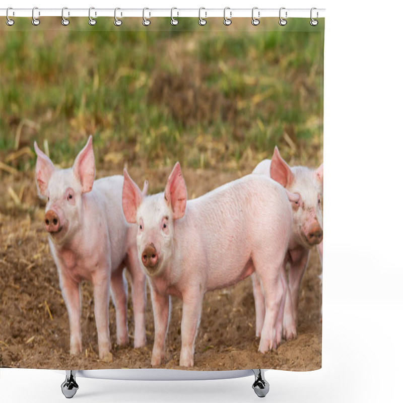 Personality  Young Pigs Kept In Free Range Shower Curtains