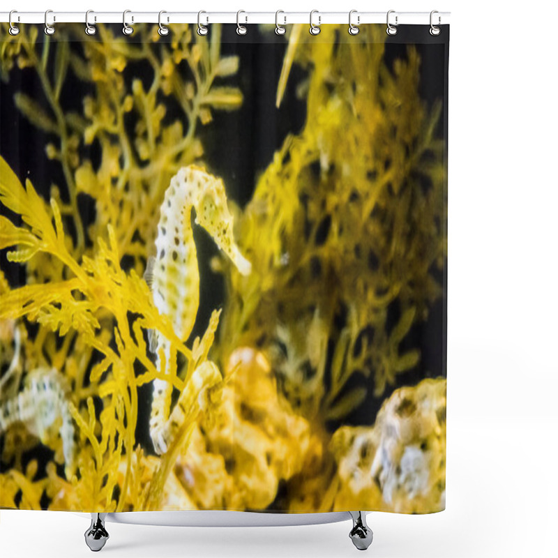 Personality  White Seahorse In Underwater  Shower Curtains