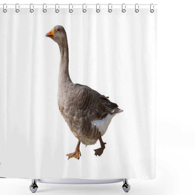 Personality  Goose Isolated On White Background Shower Curtains