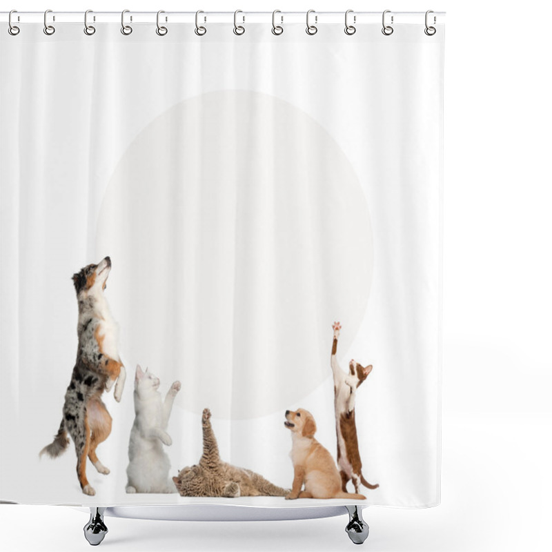 Personality  Cats And Dogs In Front Of A Blank Sign, Isolated On White Shower Curtains