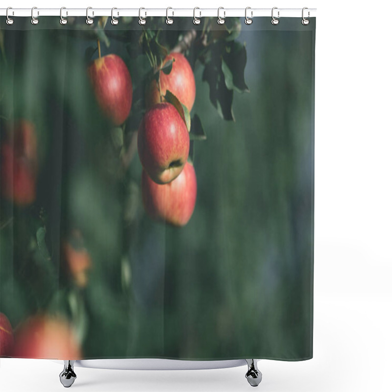 Personality  Selective Focus Of Ripe Red Apples On Tree Branches In Garden Shower Curtains