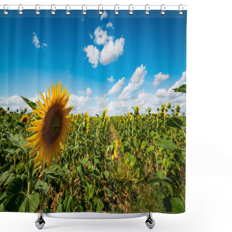 Personality  Vibrant Sunflower Fields In Brihuega, Spain, Bathed In Summer Sunshine Against A Stunning Blue Sky. Shower Curtains