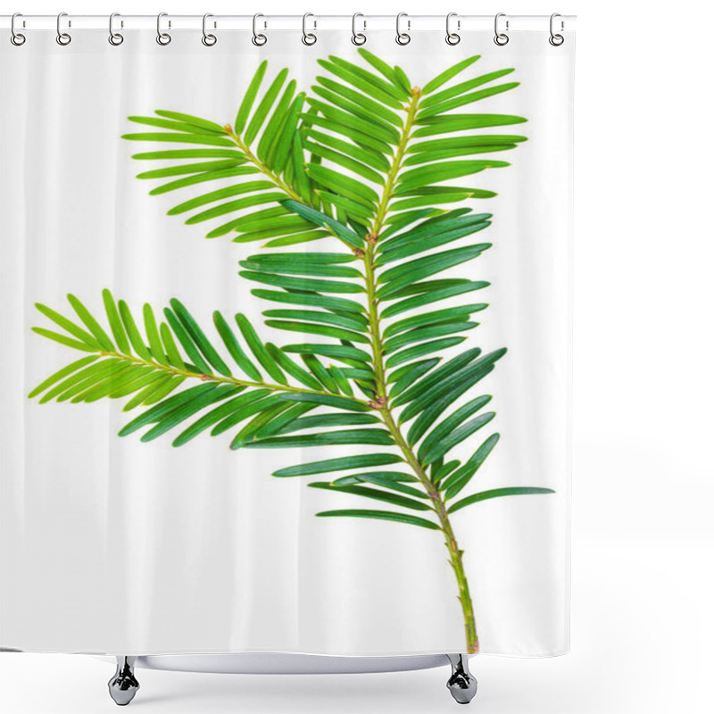 Personality  Yew Twig Isolated On White Background Shower Curtains