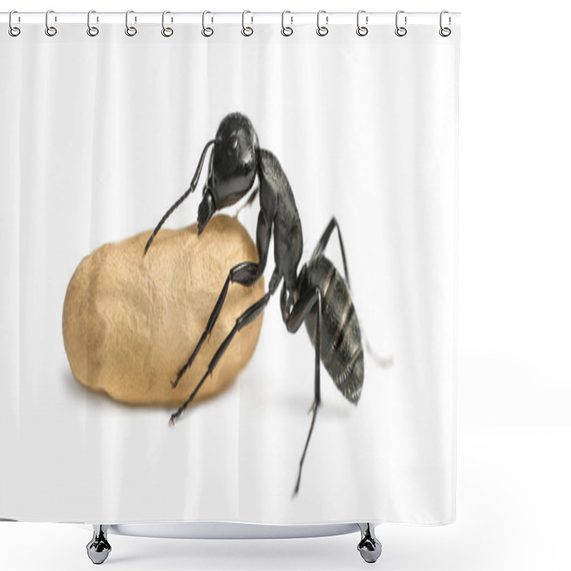 Personality  Carpenter Ant, Camponotus Vagus, Carrying An Egg Shower Curtains