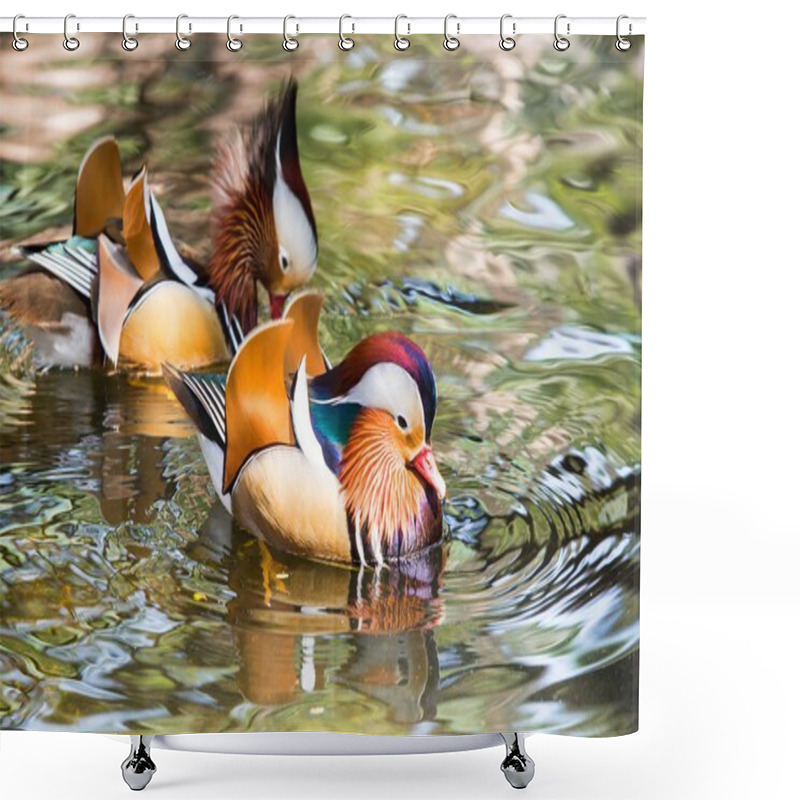 Personality  Mandarin Duck In The Zoo Shower Curtains