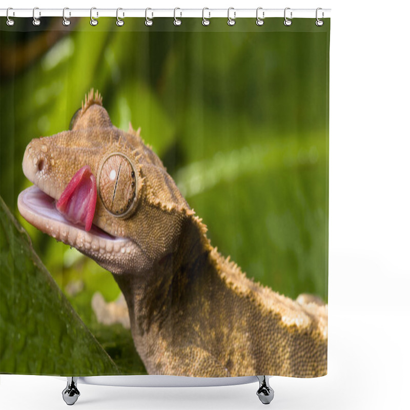 Personality  Crested Gecko Shower Curtains