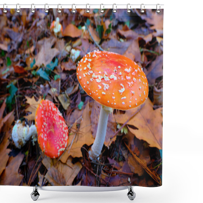 Personality  Close-up Of Two Amanita Muscaria Or Fly Agaric Mushrooms With Orange Caps And White Spots, Growing Among Fallen Leaves In An Oak Forest In Ucieda, Cabuerniga Valley, Cantabria, Spain. Shower Curtains