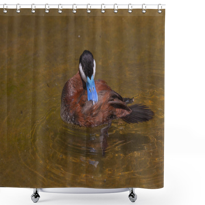 Personality   The Ruddy Duck - Drake  (Oxyura Jamaicensis) Is A Duck From North America  Shower Curtains