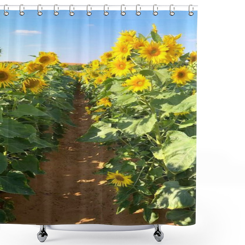 Personality  Vertical Screen :Sunflower Fields Host Vibrant Life, Sustaining Biofarm Ecosystem Balance. Each Sunflower Bloom Contributes To Biofarm Harmony Within Thriving Ecosystem Connections. Shower Curtains