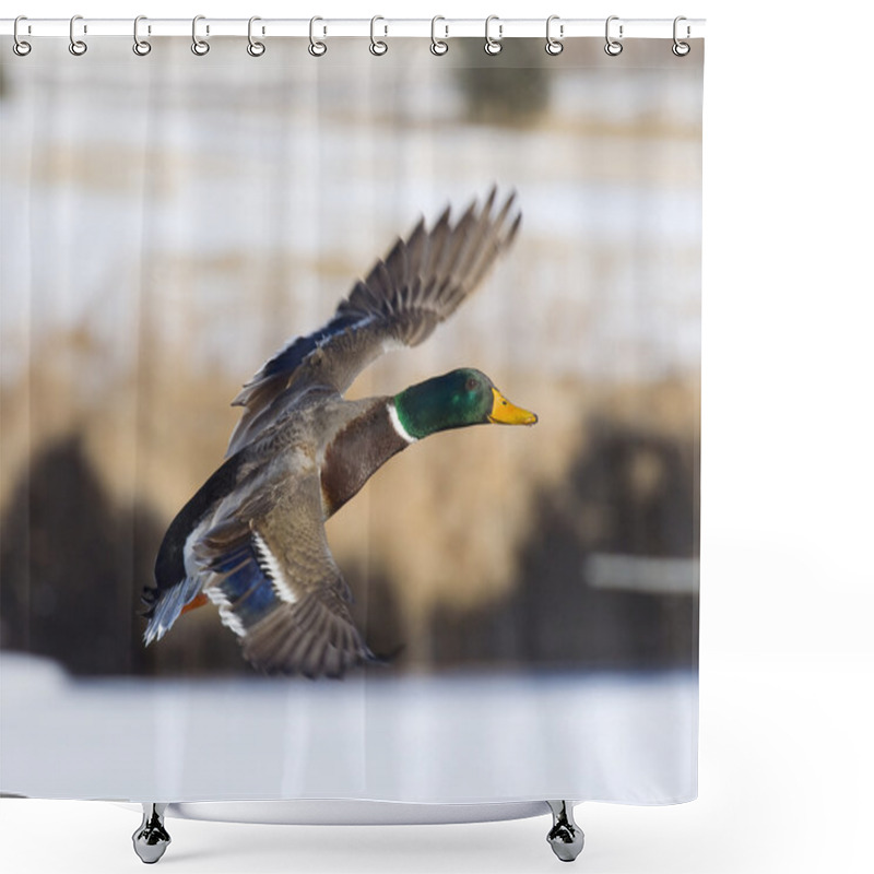 Personality  Flying Mallard Shower Curtains