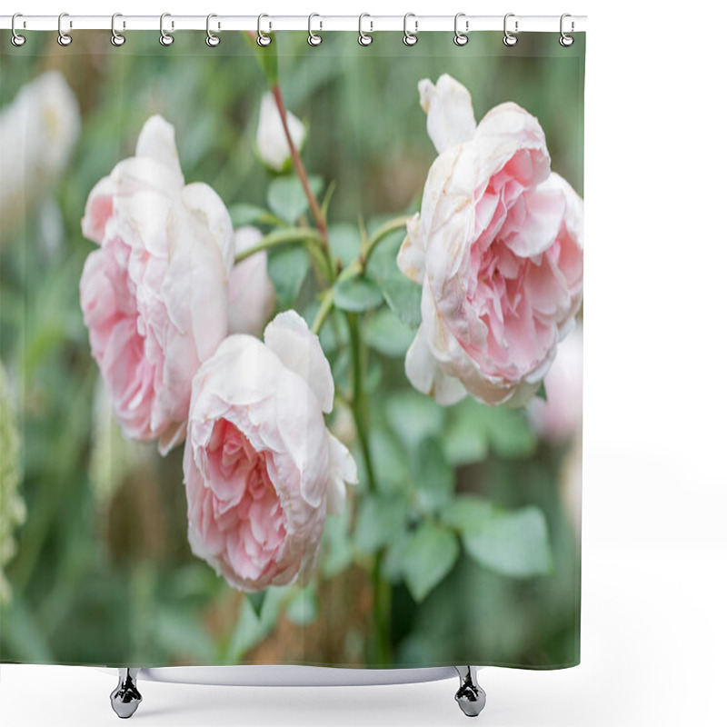 Personality  Three Roses In Rose' Shower Curtains