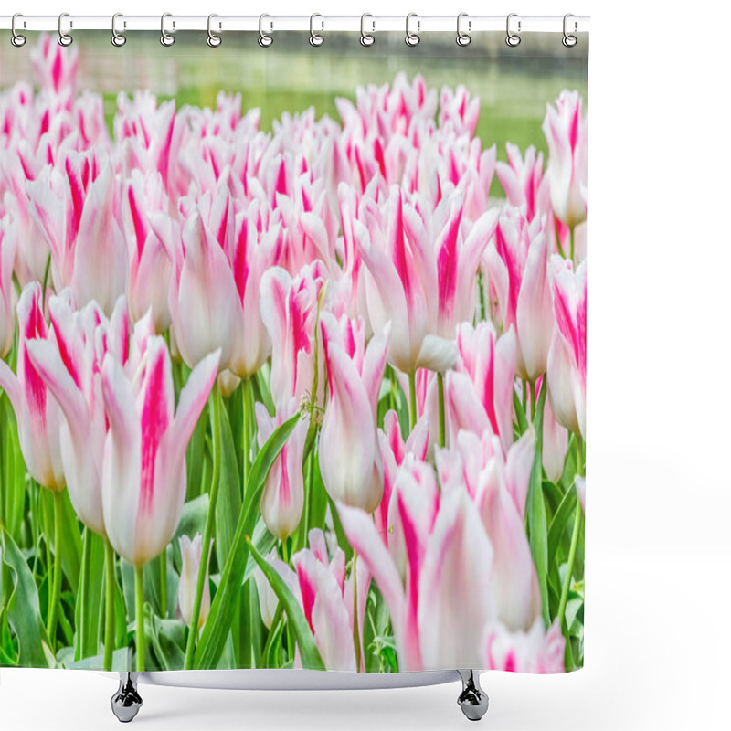 Personality  White Tulip Flowers On The Garden Shower Curtains