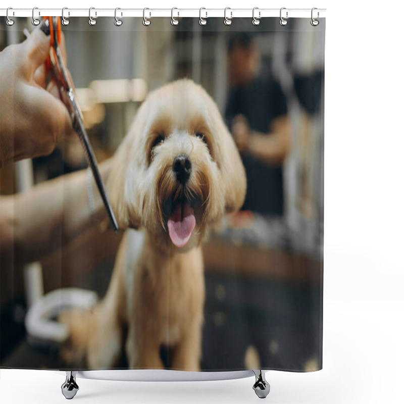 Personality  Maltipoo Haircut At The Grooming Salon. High Quality Photo Shower Curtains