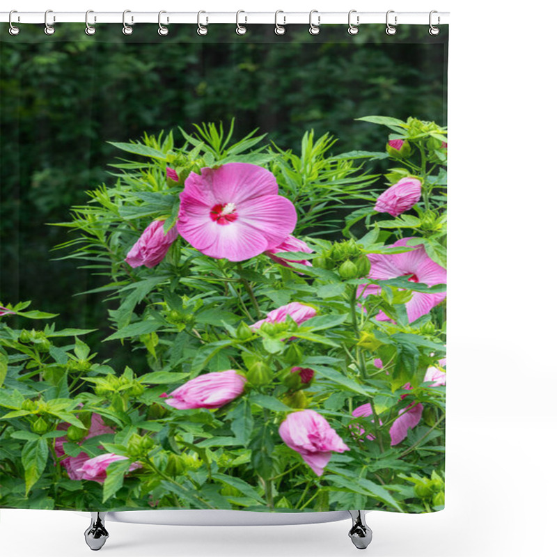 Personality  Pink Hibiscuses Moscheutos Flowers Blooming In Summer. Shower Curtains