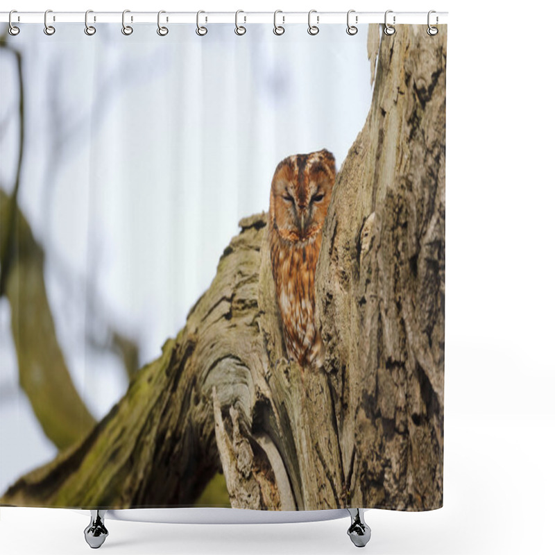 Personality  Tawny Owl, Strix Aluco Shower Curtains