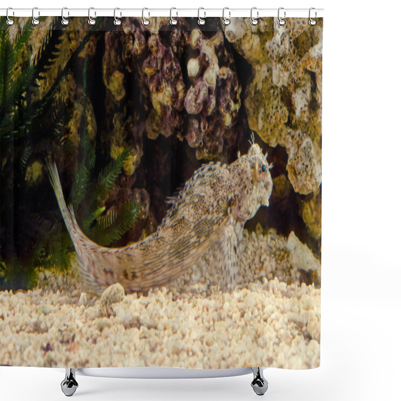 Personality  Salarias Fasciatus (jewelled Blenny) Is A Popular Marine Aquarium Fish Species In Australasia Shower Curtains