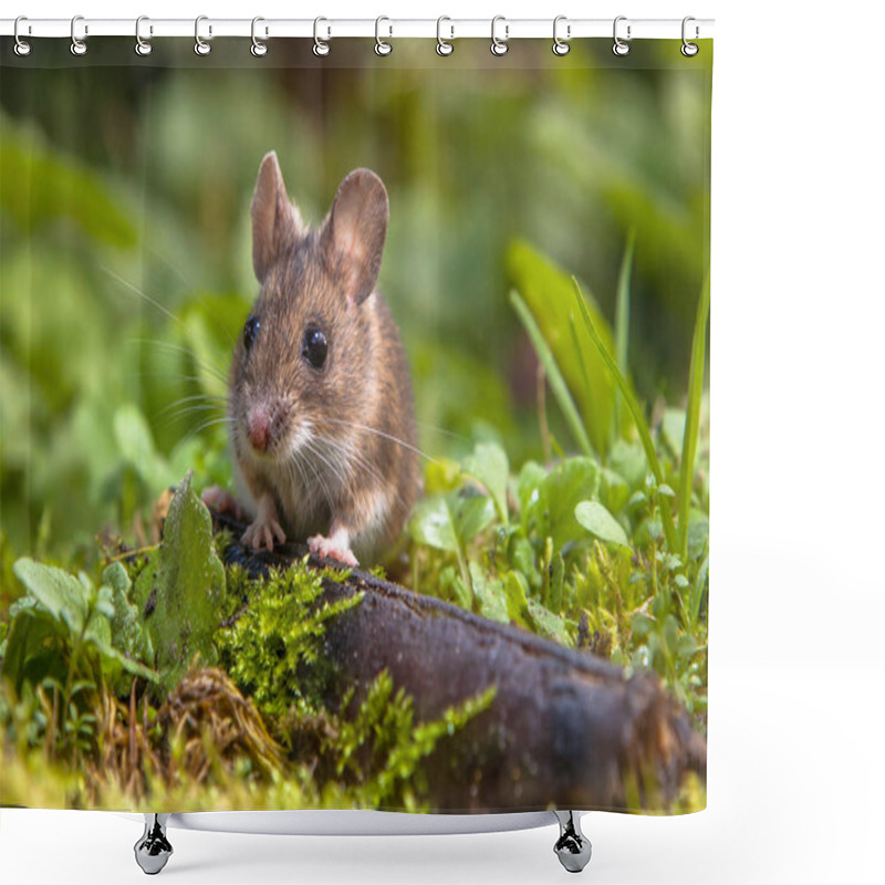 Personality  Wild Wood Mouse (Apodemus Sylvaticus) Peeking From Behind A Log On The Forest Floor Shower Curtains