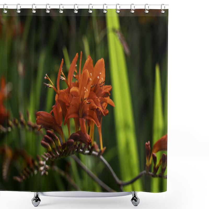 Personality  Radiant Orange Crocosmia Blooms Framed By Lush Green Foliage Shower Curtains