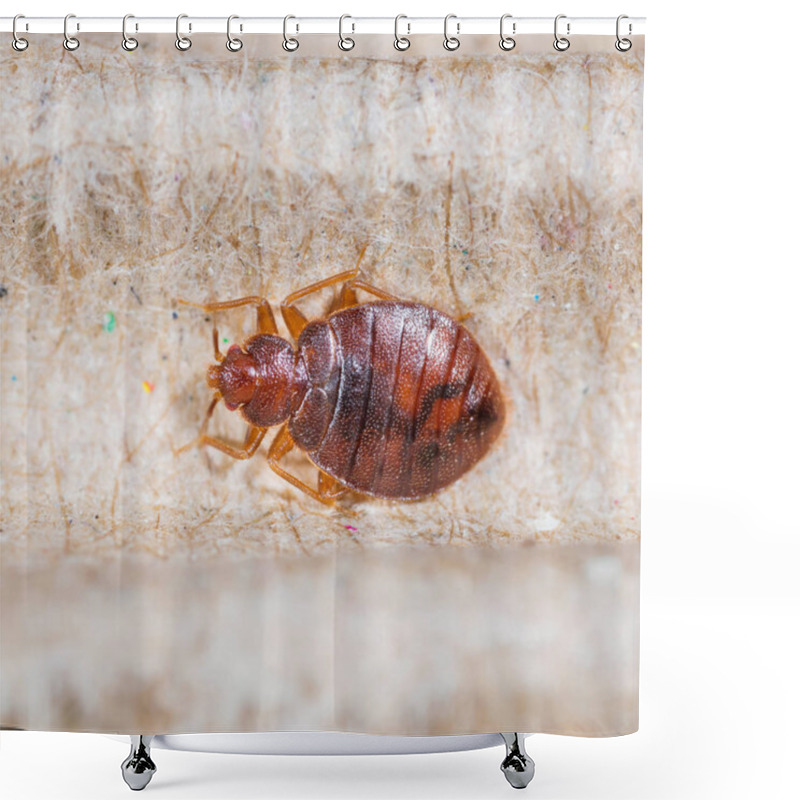 Personality  Close Up Adult Cimex Hemipterus On Corrugated Recycled Paper, Bedbug, Blood Sucker Shower Curtains