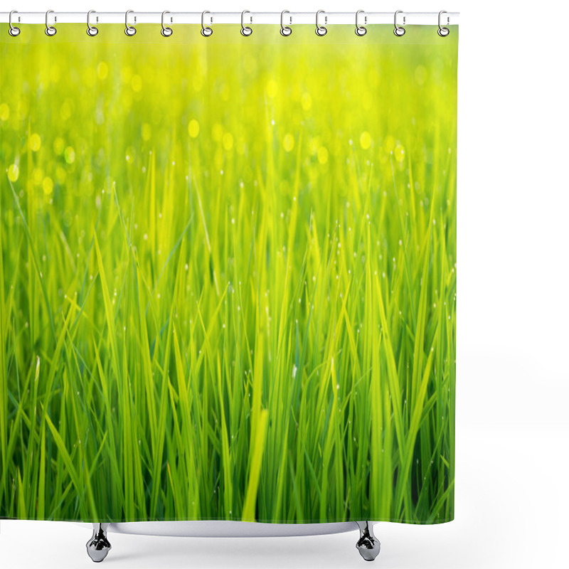 Personality  Rice Plant In Rice Field Shower Curtains