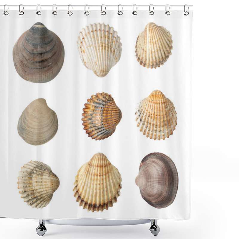 Personality  Multicolored Seashells Collection Isolated On White Background Top View. Set Of Brown, Yellow And Grey Clam Mollusc Shells Shower Curtains