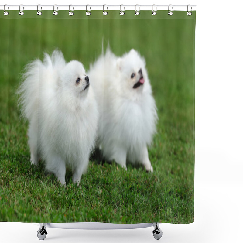 Personality  White Pomeranian Dog Shower Curtains