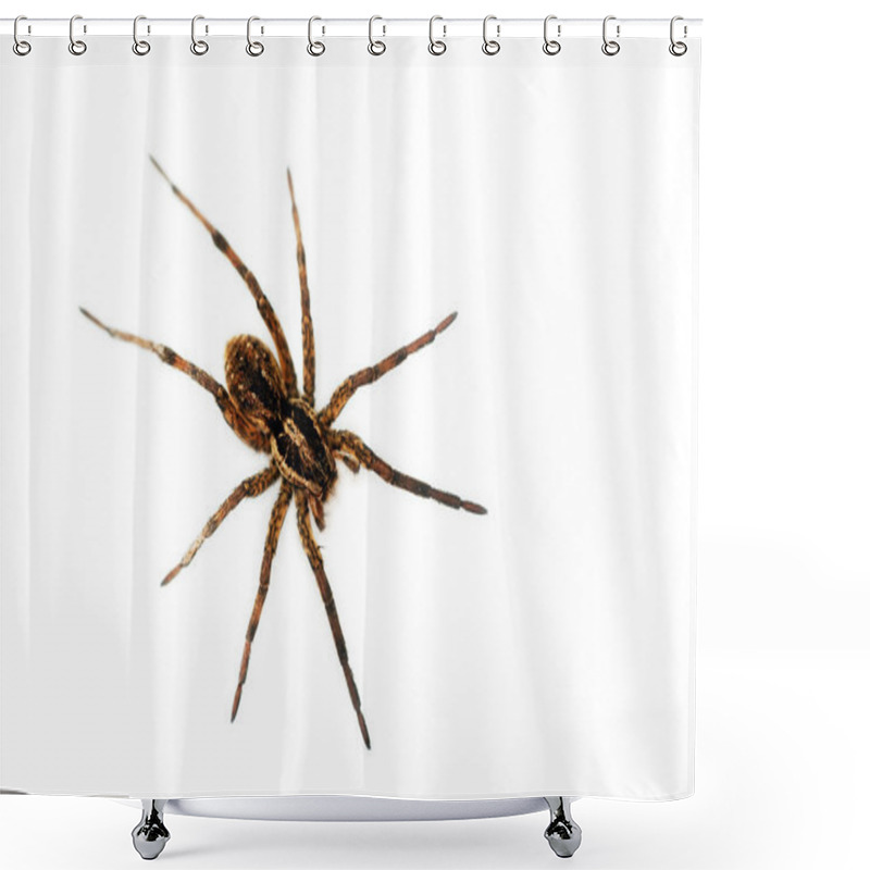 Personality  Big Hairy Spider Shower Curtains