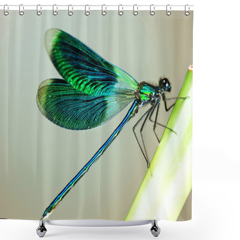 Personality  Beautiful Bright Dragonfly Shower Curtains