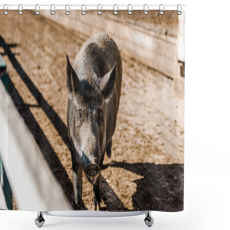 Personality  Adorable Grey Pig Walking In Corral At Farm  Shower Curtains