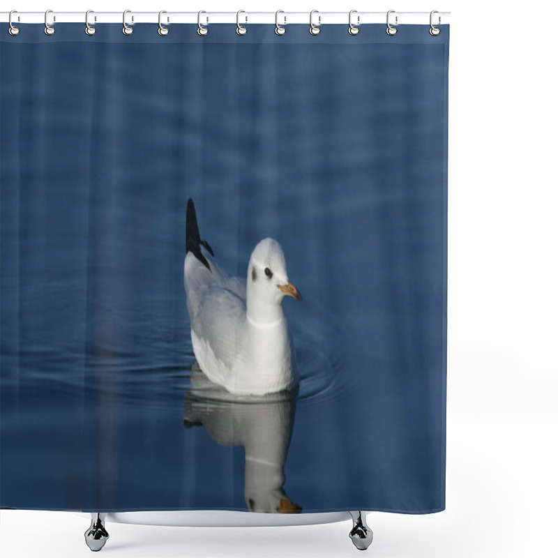 Personality  Black-headed Gull -  (Chroicocephalus Ridibundus)  Shower Curtains