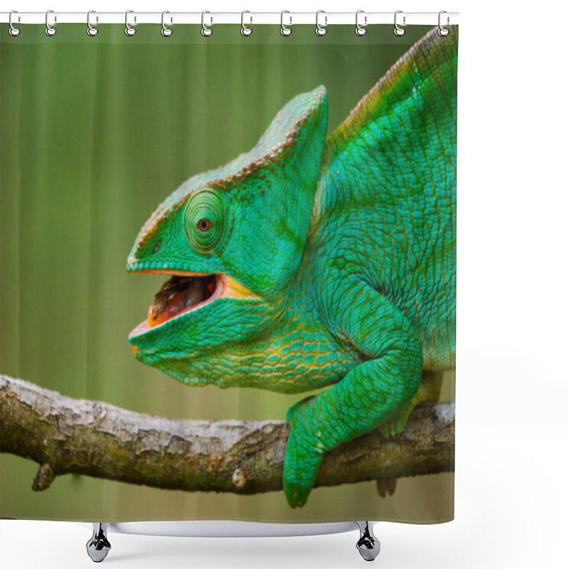 Personality  Chameleon Lizard Close Up Shower Curtains