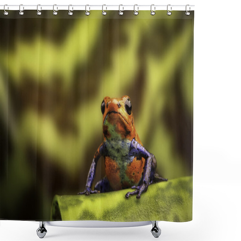 Personality  Red Strawberry Poison Dart Frog Shower Curtains