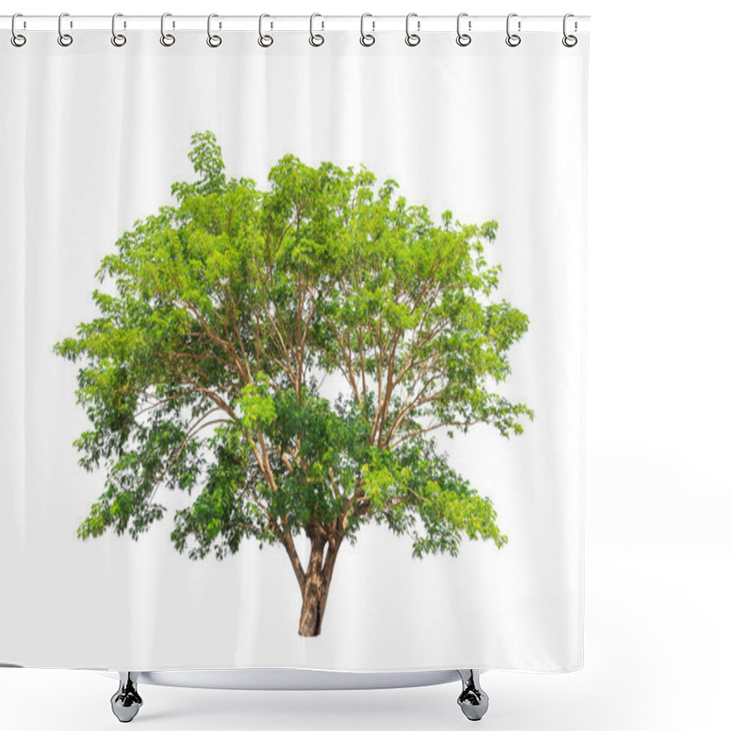 Personality  Rain Tree (Albizia Saman), Tropical Tree In The Northeast Of Tha Shower Curtains