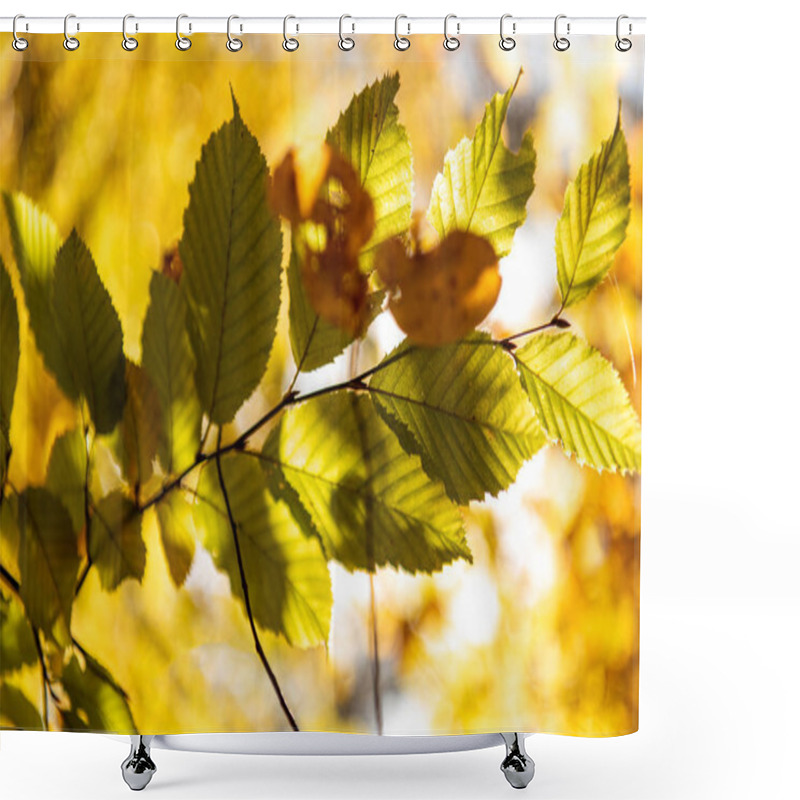 Personality  Close Up View Of Golden Foliage On Tree Branch In Sunlight Shower Curtains