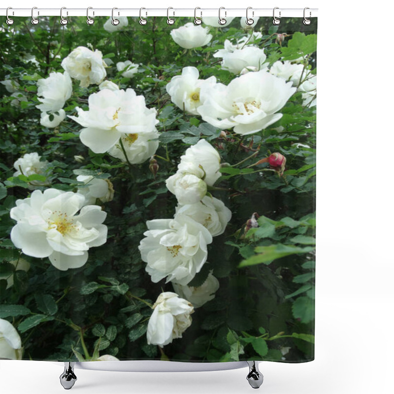 Personality  Delicate White Rosehip Flowers On A Blurred Green Foliage Background. High Quality Photo Shower Curtains