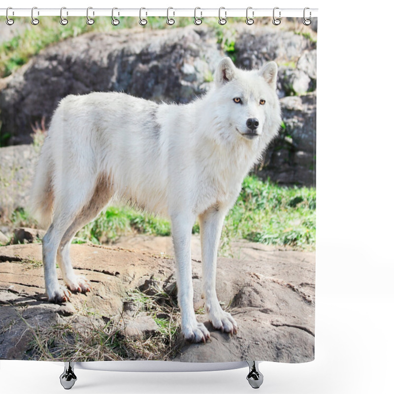 Personality  Young Arctic Wolf Standing On Rocks Shower Curtains