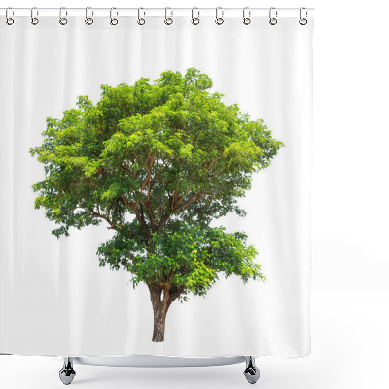 Personality  Rain Tree (Albizia Saman), Tropical Tree In The Northeast Of Tha Shower Curtains