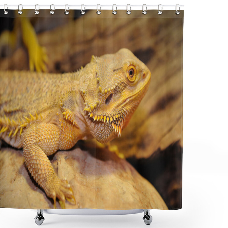 Personality  Bearded Dragon On The Wood. Shower Curtains