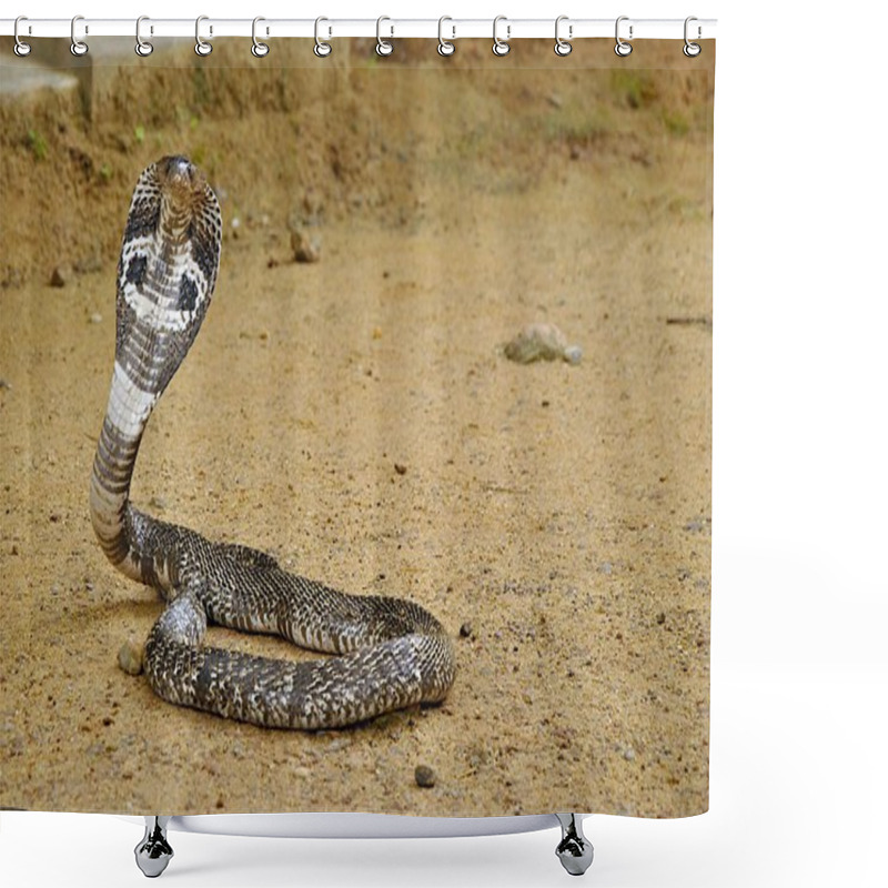 Personality  Poisonous cobra on brown ground shower curtains