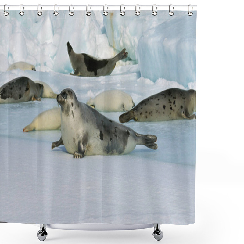 Personality  PHOQUE DU GROENLAND Pagophilus Groenlandicus Shower Curtains