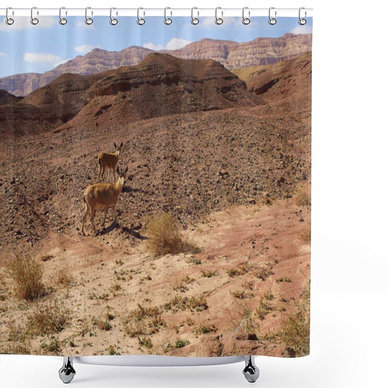 Personality  Two Young Nubian Ibex (Capra Ibex Nubia-na) Looking At The Camera Timna Park, Negev Desert, Israel - Wild Nature Image Shower Curtains