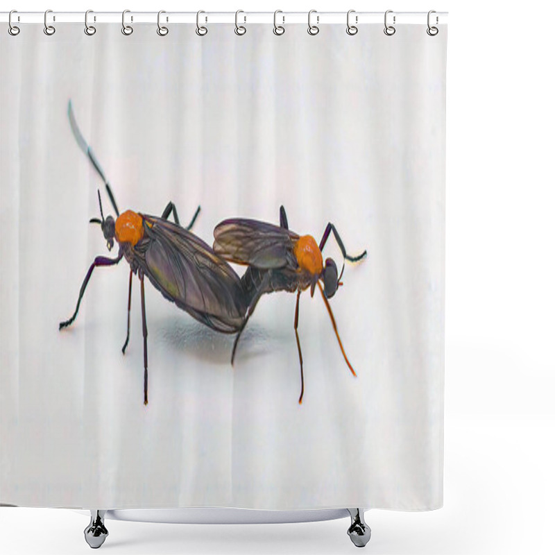 Personality  Pair Of Mating Lovebugs - Plecia Nearctica - A Species Of March Fly Found In Parts Of Central America And The Southeastern United States,  Isolated On White Shower Curtains