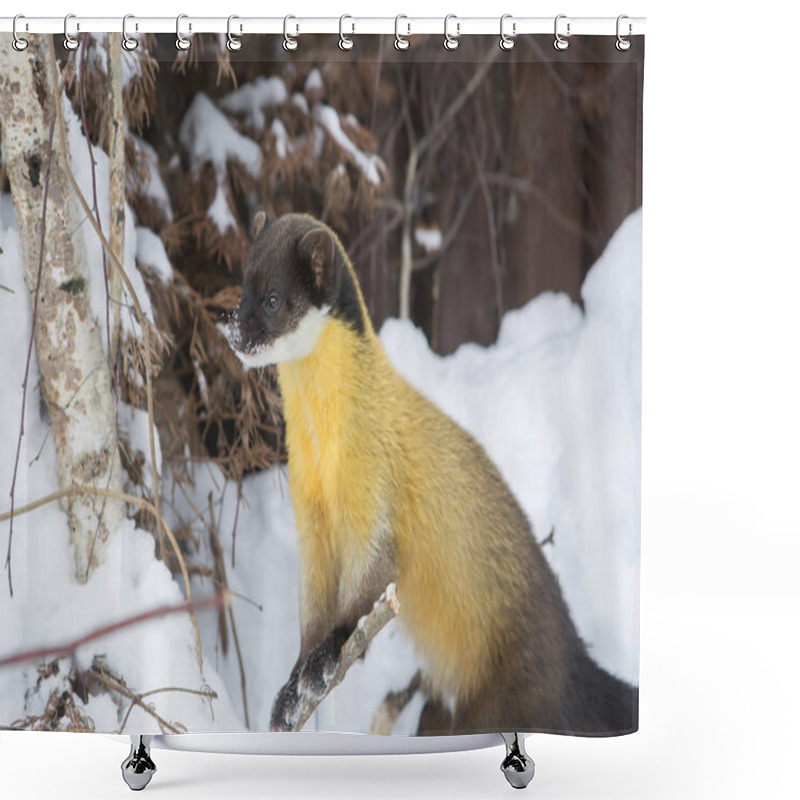 Personality  Yellow-throated Marten. Yellow-throated Marten Is A Carnivorous Mammal Of The Weasel Family. The Largest And Most Brightly Colored Representative Of The Marten Genus. Shower Curtains