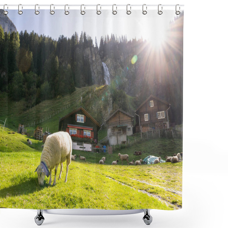 Personality  Sheep Grazing In The Swiss Alps With Staubifall Waterfall On The Background In Switzerland. Rays Of Morning Sun Going Directly Into The Camera. Shower Curtains