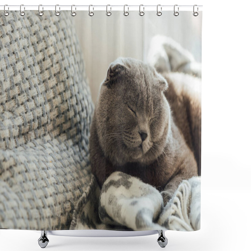 Personality  Adorable Scottish Fold Cat With Blanket Lying In Bed At Home With Copy Space Shower Curtains