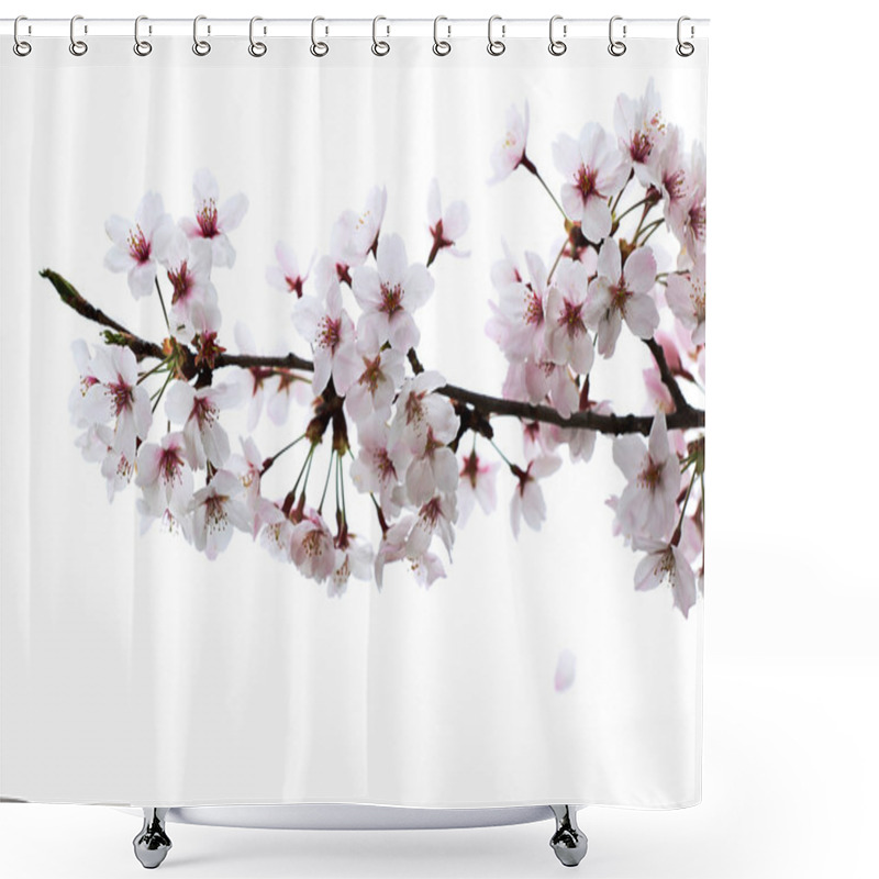 Personality  Cherry Blossom Petal Falling From Branch Shower Curtains