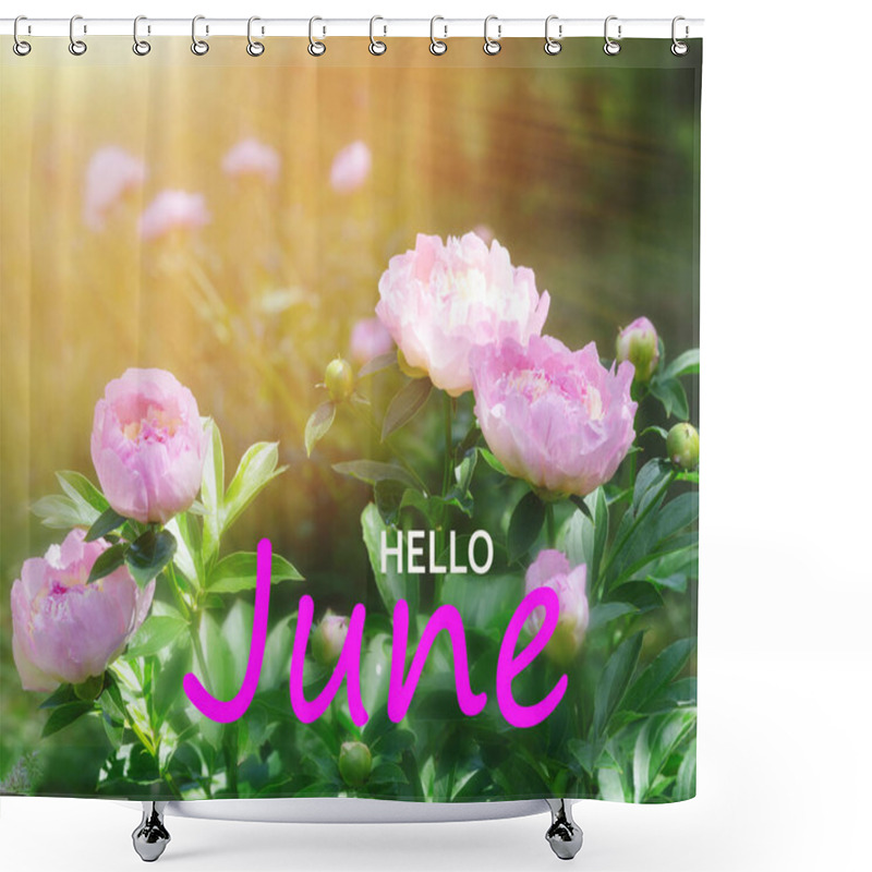 Personality  Hello June. Blooming Pink Peonies In A Garden Setting. Paeonia Lactiflora Raspberry Sundae Shower Curtains