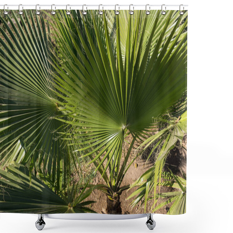 Personality  Palm Leaf Of Trachycarpus Fortunei Close Up Pattern View Shower Curtains